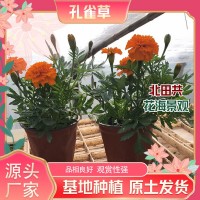 孔雀草