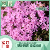 芝樱