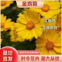 金鸡菊批发价格