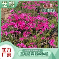 芝樱价格