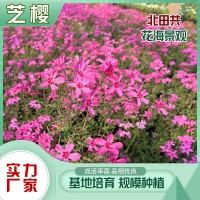 芝樱批发