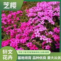 芝樱价格