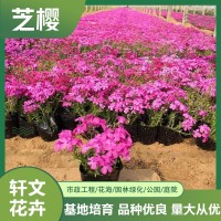 芝樱价格基地