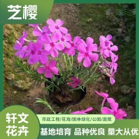 芝樱苗