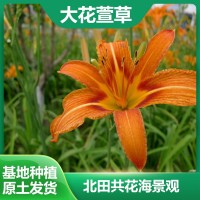 大花萱草价格