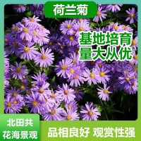 荷兰菊价格