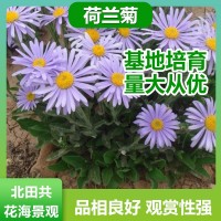 荷兰菊批发