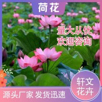 荷花价格