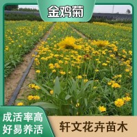 金鸡菊厂家