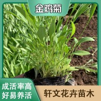 金鸡菊幼苗